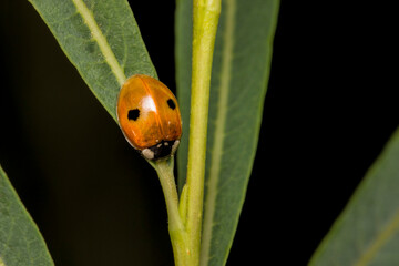 ladybug on a dark blurred background. colorful wildlife photo. macro photo of an insect. close-up. space for text