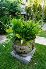Garden decorating ideas, Flowering aquatic plants in big modern cement pottery for tropical gardens style or Bali style gardens 