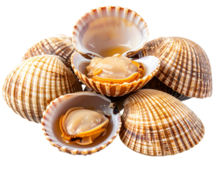  Fresh Raw Cockles with Open Shells, isolated on transparent background PNG