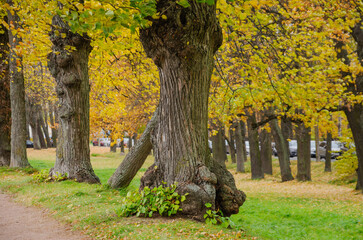 large trees with large growths on the trunk in the park in autumn
