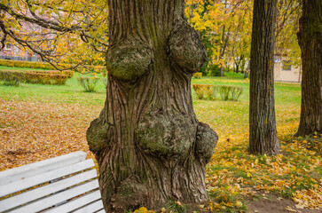 large trees with large growths on the trunk in the park in autumn
