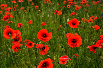 Meadow with beautiful bright red poppy flowers in spring