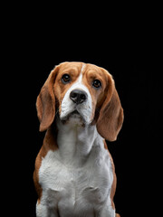A beagle looks straight ahead against a black background, its expression serious and thoughtful....