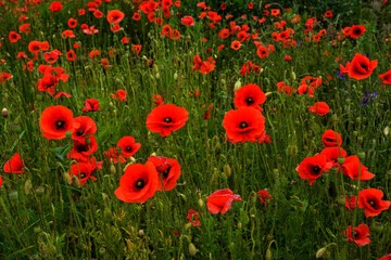 Meadow with beautiful bright red poppy flowers in spring