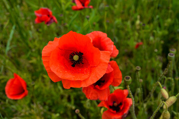 Meadow with beautiful bright red poppy flowers in spring