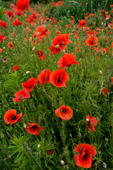 Meadow with beautiful bright red poppy flowers in spring
