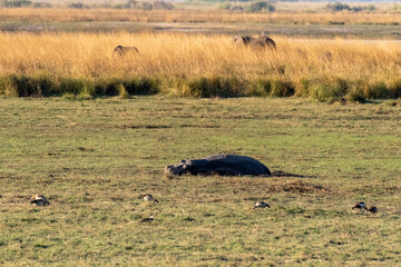 Telephoto of a hippopotamus resting on land in chobe national park, Botswana.