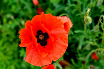 Meadow with beautiful bright red poppy flowers in spring