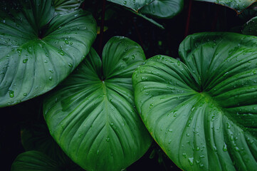abstract tropical leaf textures on dark tone, natural green background.