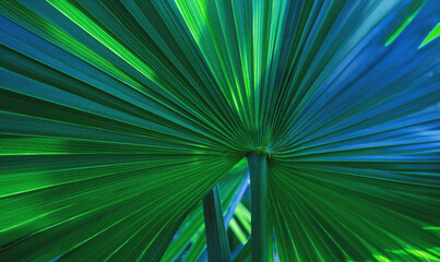 abstract palm leaf textures on dark blue tone, natural green background.