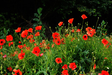 Meadow with beautiful bright red poppy flowers in spring