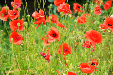 Meadow with beautiful bright red poppy flowers in spring