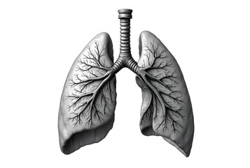 human lungs isolated on white background