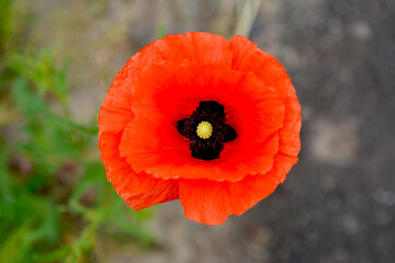 Meadow with beautiful bright red poppy flowers in spring