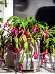 beautiful profusely blooming Schlumberger cactus on the windowsill