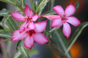 Trio of Pink Desert Rose Flowers with Long Green Leaves in Natural Light