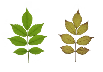 Autumn Leaves Illustration Green Yellow Foliage Transparent Background