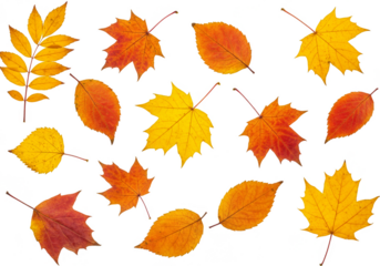 Autumn Leaves Transparent Background with Yellow Orange and Red Maple