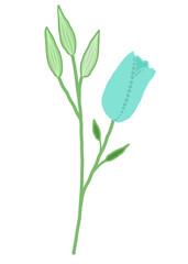 green plant isolated on white