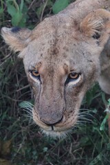 Obraz premium Dus prowl