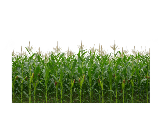 Cornfield Isolated Crop Green Plant Nature Agriculture Transparent