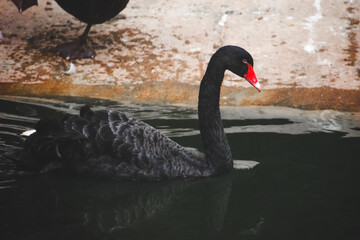 Black swan swimming in a pond, India. Serene composition, dark plumage against green water.