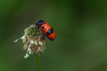 Close-up of a Clytrini beetle with vibrant red and black shell on flower head, macro insect photo with blurred natural background