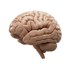 Detailed 3D Brain Anatomy Illustration Medical Science Organ Health