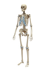 Detailed Anatomy Illustration Human Skeleton Bone Structure Transparent