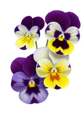 Floral Pansy Bloom Blossom Isolated Design Element on Transparent Background