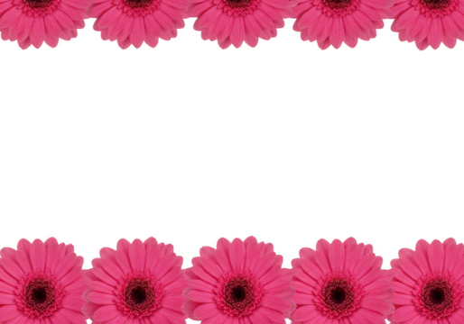 Gerbera Flowers Transparent Background Pink Floral Frame Border Decoration