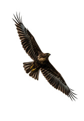 Obraz premium Flying Eagle Bird Predator On Transparent Background Wildlife Animal