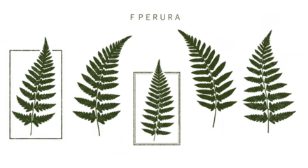 Fern Leaves Illustration Green Foliage Tropical Botanical Frond Vector