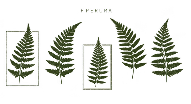 Fern Leaves Illustration Green Foliage Tropical Botanical Frond Vector