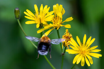 Eine Baumhummel fliegt in der Rückansicht zu drei gelben Pippau Blüten