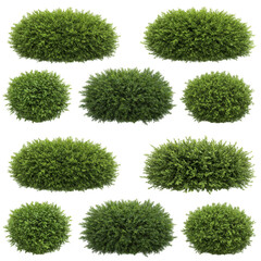 Green Bushes Plants Background Garden Foliage Hedge Shrub Outdoor PNG