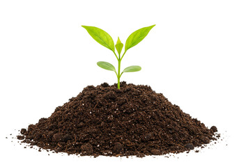 Green Sprout Illustration Germinating from Soil Isolated on Transparent