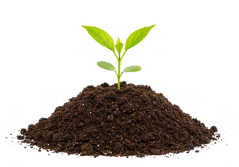 Green Sprout Illustration Germinating from Soil Isolated on Transparent