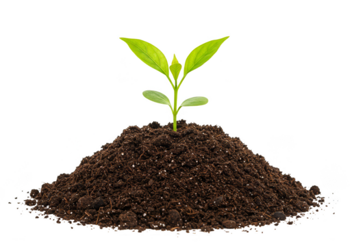 Green Sprout Illustration Germinating from Soil Isolated on Transparent