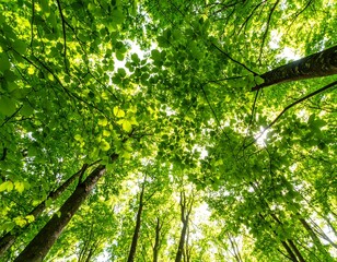 Obraz premium Lush green forest canopy