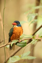 The green-backed kingfisher (Actenoides monachus) is a species of bird in the family Alcedinidae endemic to North Sulawesi, Indonesia