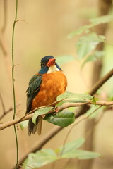 The green-backed kingfisher (Actenoides monachus) is a species of bird in the family Alcedinidae endemic to North Sulawesi, Indonesia