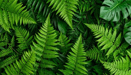 Lush green tropical foliage