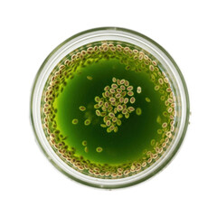 Overhead view of seeds in a petri dish with green liquid, ideal for illustrating botanical research, plant science, or educational content.