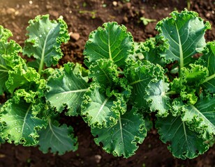 Naklejka premium Fresh Organic Kale Leaves Growing in a Sustainable Garden Setting