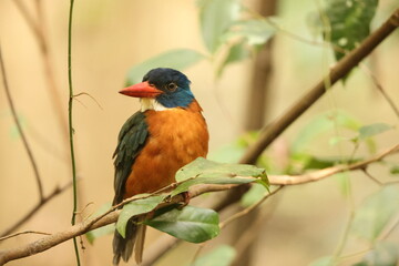 The green-backed kingfisher (Actenoides monachus) is a species of bird in the family Alcedinidae endemic to North Sulawesi, Indonesia