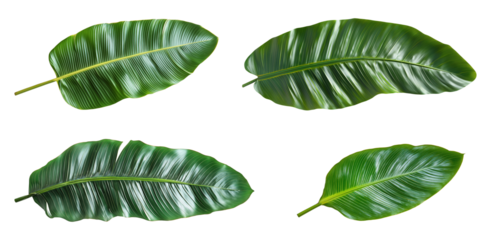 Four banana palm leaves isolated on transparent background
