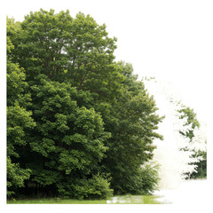 Obraz premium Green Lush Tree Transparent Isolated Background Nature Element