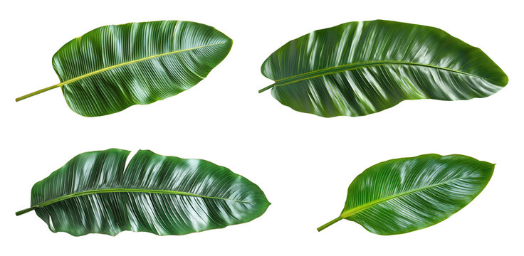 Four banana palm leaves isolated on transparent background