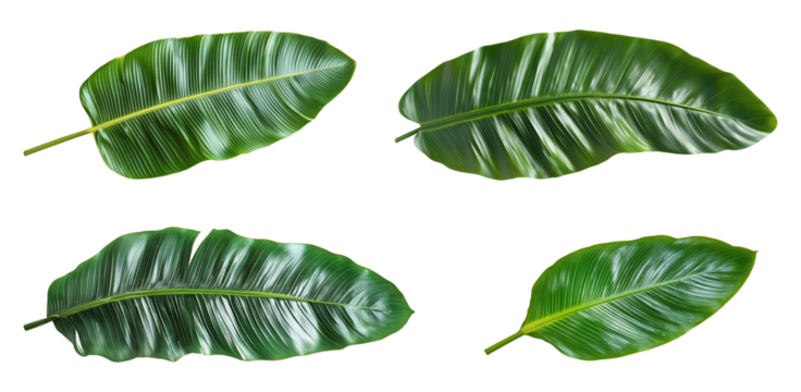 Four banana palm leaves isolated on transparent background
